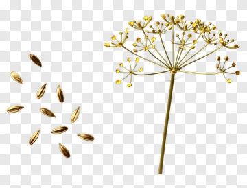 Golden Dill Plant With Seeds PNG