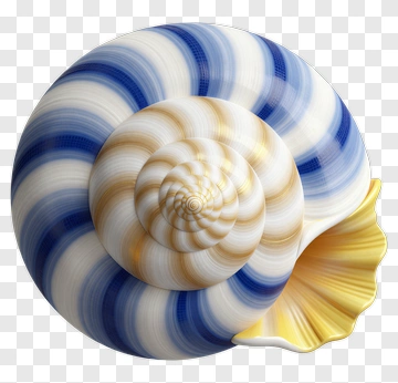 Colorful Nautilus Shell PNG