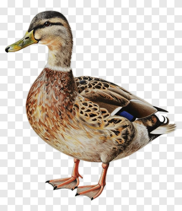 Realistic Duck Standing PNG