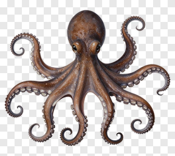 Realistic Octopus PNG