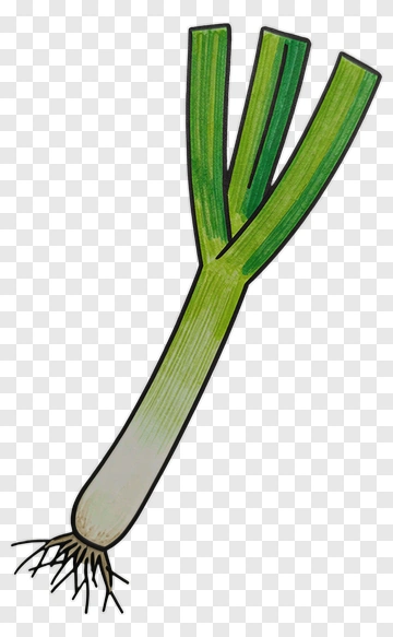 Illustration Of A Green Onion PNG