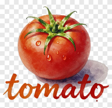 Watercolor Tomato PNG