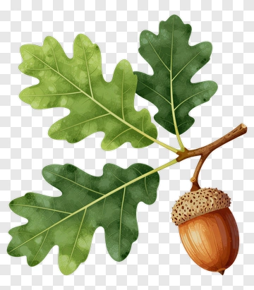 Oak Tree Branch With Acorn PNG