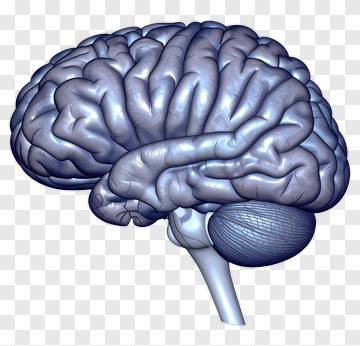 3D Human Brain Model PNG