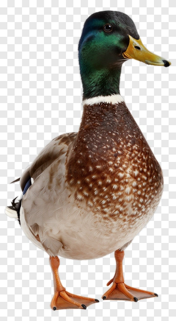 Mallard Duck Standing PNG