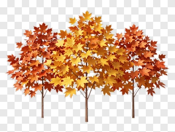 Colorful Maple Trees With Autumn Leaves PNG