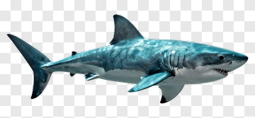 3D Shark Swimming In Ocean PNG