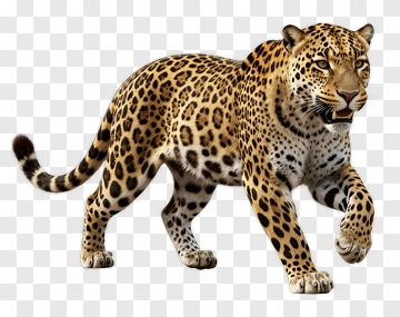 Realistic Leopard Walking PNG