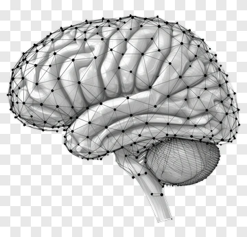3D Brain Model With Network Connections PNG