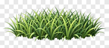 Green Grass PNG