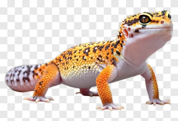 Leopard Gecko PNG