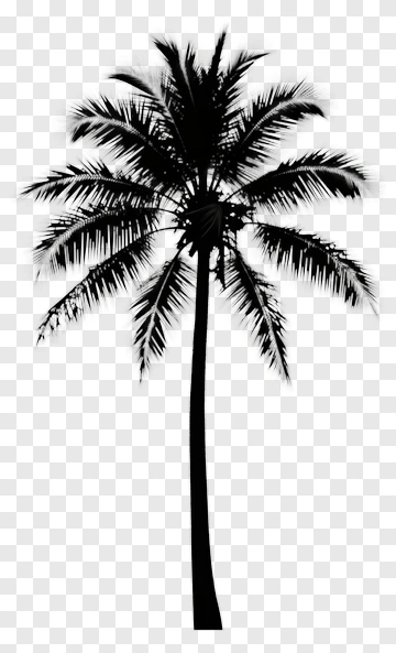 Silhouette Palm Tree PNG