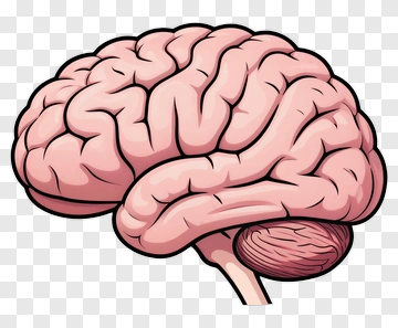 Cartoon Brain Illustration PNG