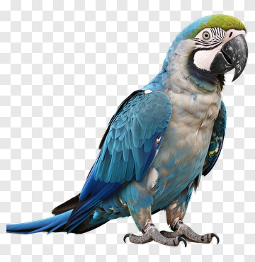 Blue Macaw Parrot PNG