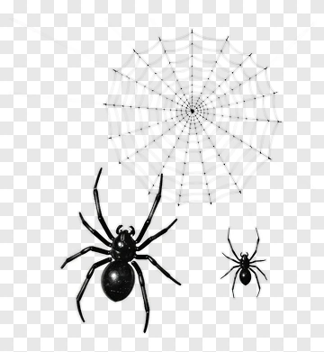 Black Spider And Web PNG