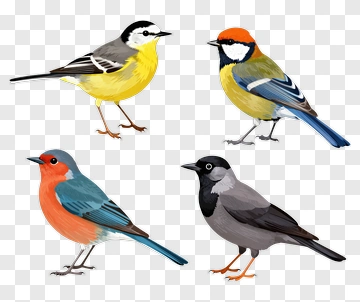 Colorful Birds In A Natural Setting PNG