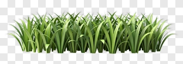 Grass PNG