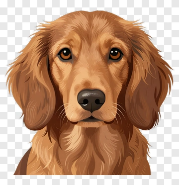 Golden Retriever Portrait PNG