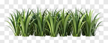 Green Grass PNG