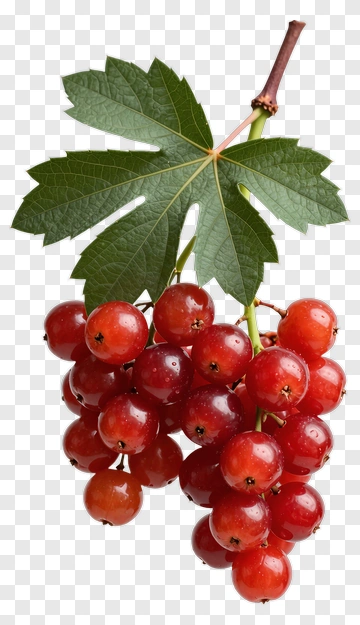 Red Currant Bunch With Green Leaves PNG