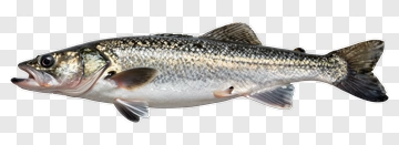 Fish PNG