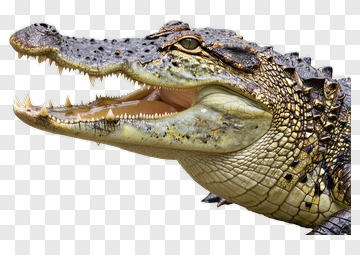 Crocodile With Open Mouth PNG