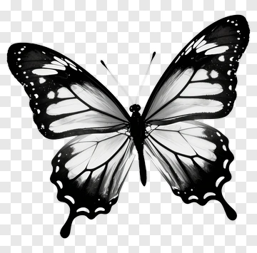 Black And White Butterfly PNG