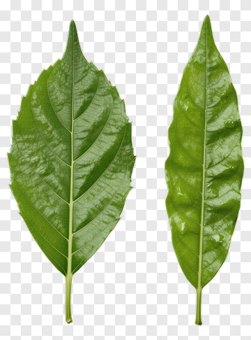 Green Leaves PNG
