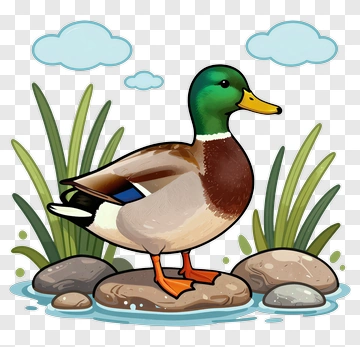 Cartoon Mallard Duck Standing On A Rock PNG