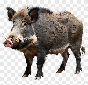 Wild Boar Standing In Profile PNG