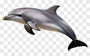 3D Dolphin Swimming PNG
