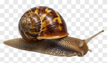 Brown Snail With Shell PNG