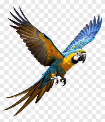 Colorful Macaw Flying PNG