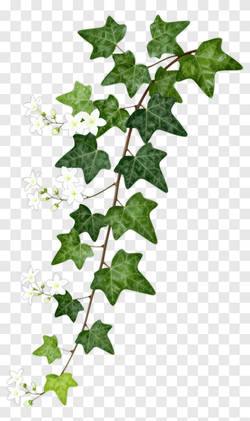 Ivy Vine With White Flowers PNG