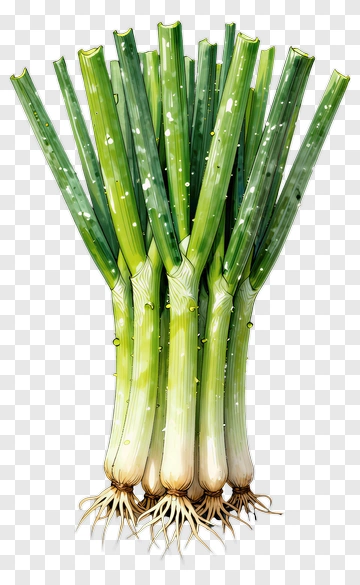 Fresh Green Onions Bunch PNG
