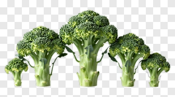 Broccoli Bunches In Various Sizes PNG