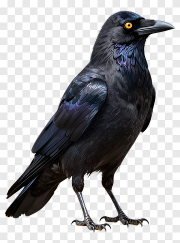 Realistic Black Raven PNG