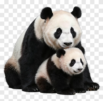 Panda Mother And Baby PNG