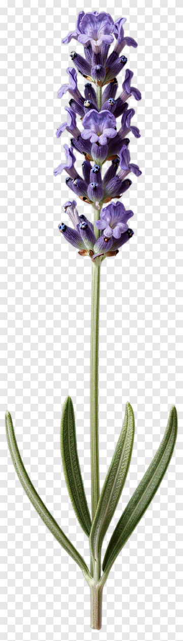 Lavender Flower PNG