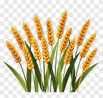 Wheat Sheaves With Green Leaves PNG