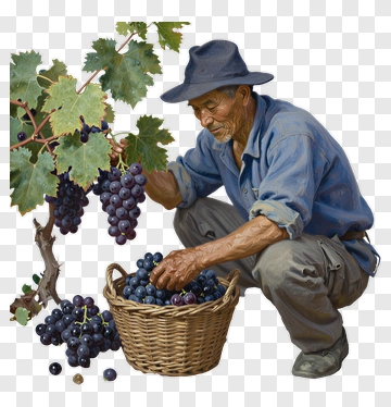 Farmer Harvesting Grapes In A Basket PNG