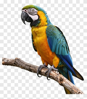 Colorful Macaw Parrot Perched On A Branch PNG