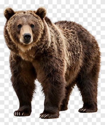 Realistic Brown Bear PNG