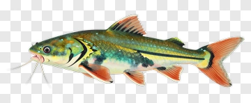 Colorful Catfish PNG