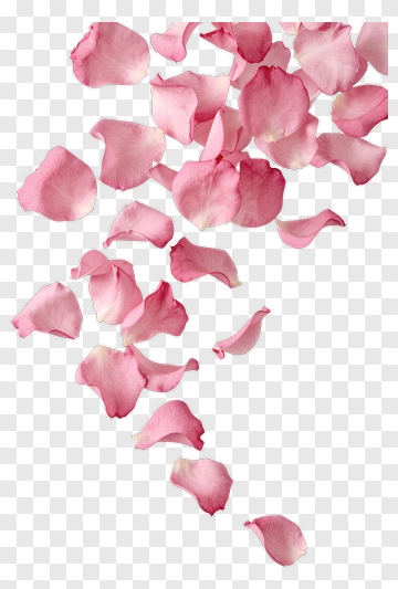 Pink Rose Petals Falling PNG