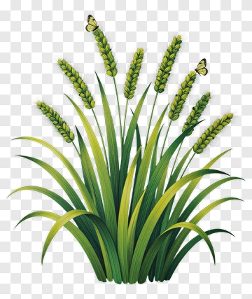 Wheat Grass With Butterflies PNG