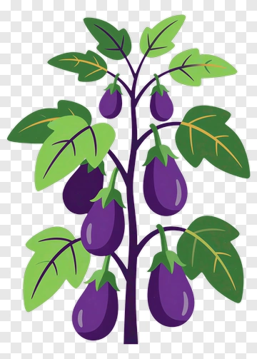Colorful Eggplant Plant With Purple Fruits PNG