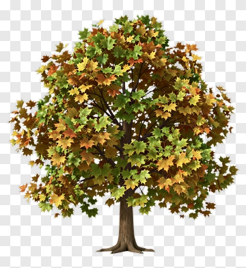Colorful Tree With Autumn Leaves PNG