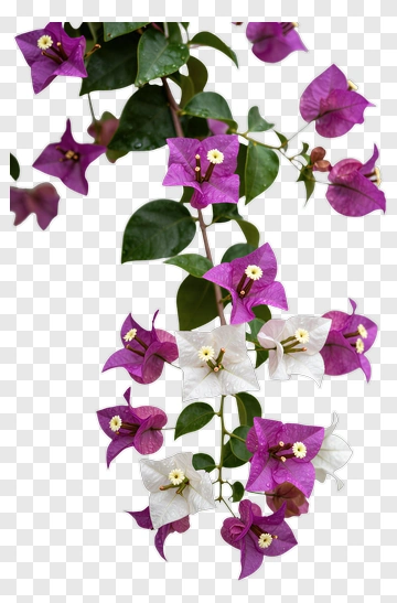 Bougainvillea Flowers In Purple And White PNG