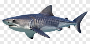 3D Shark PNG